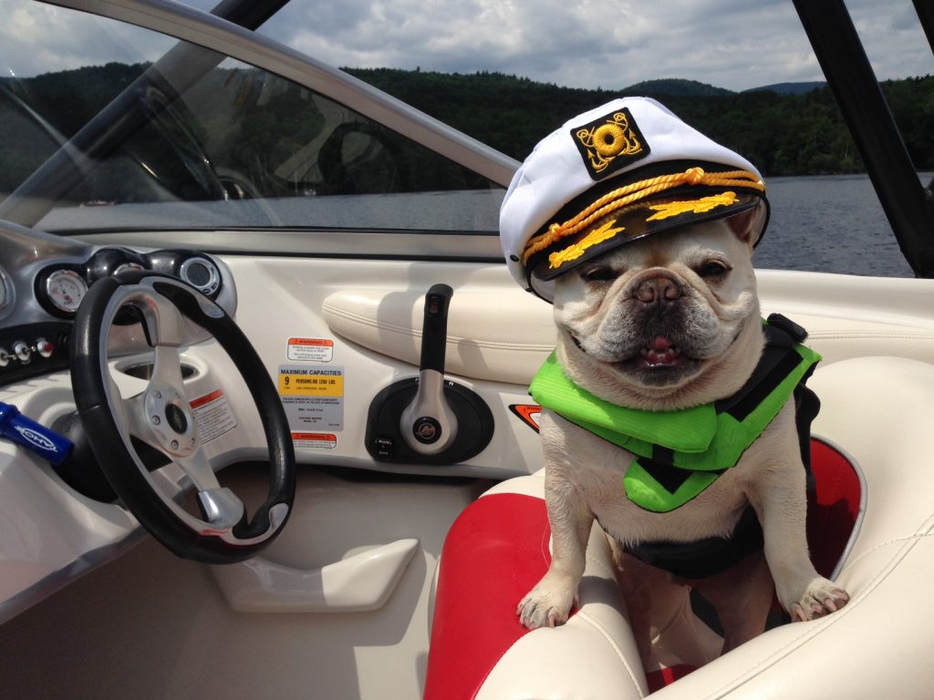 McSweeney & Ricci Insurance's French Bull Dog Mascot Guido on a boat boat insurance Massachusetts