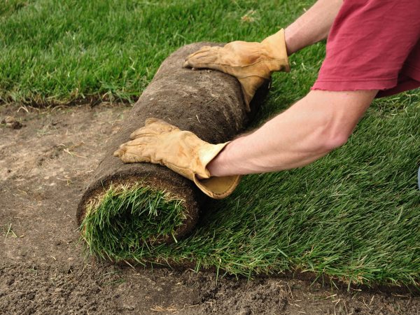 sod being unrolled insurance for landscapers